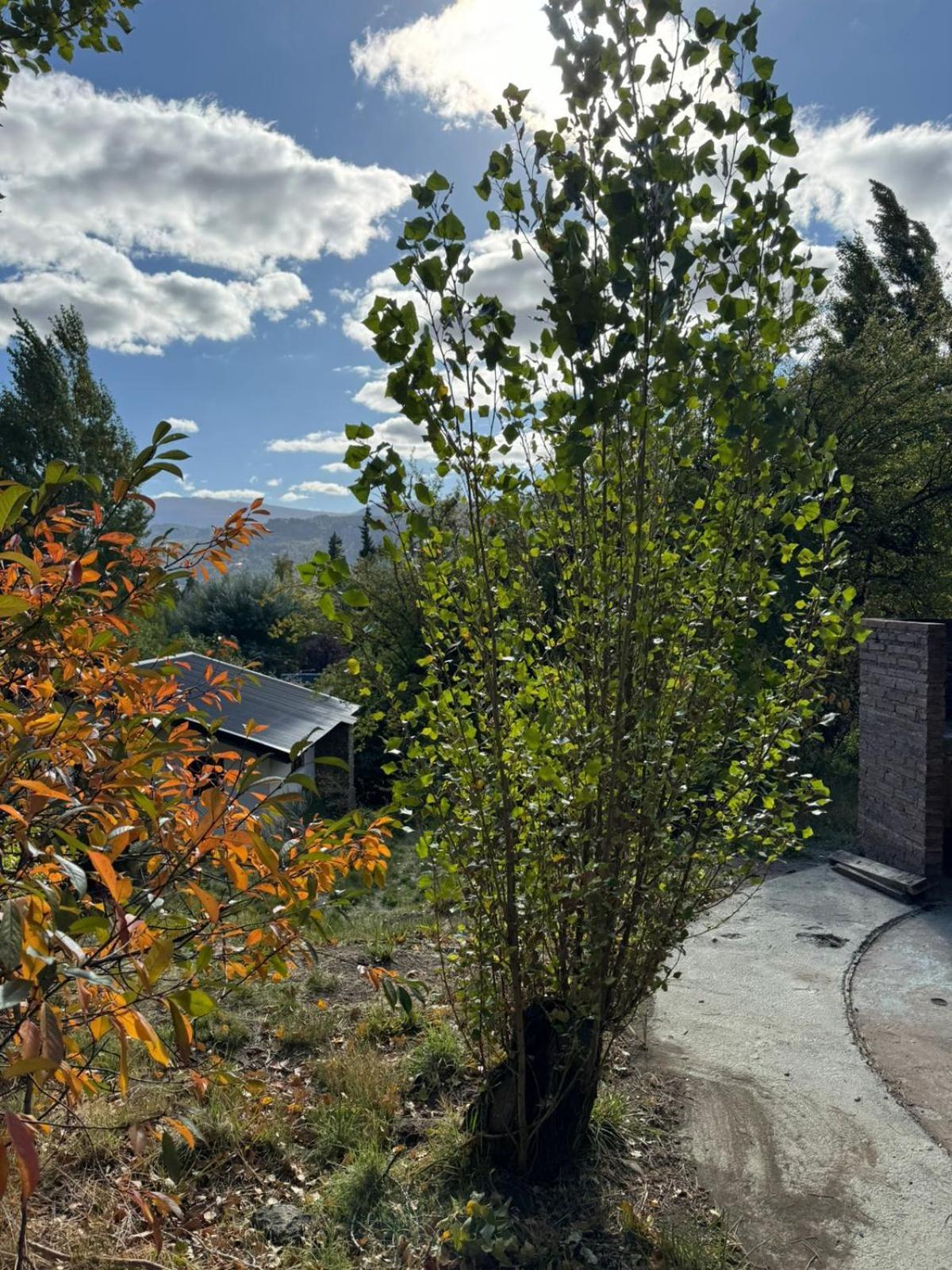 Huilen De Bandurrias Villa San Martin de los Andes Bagian luar foto